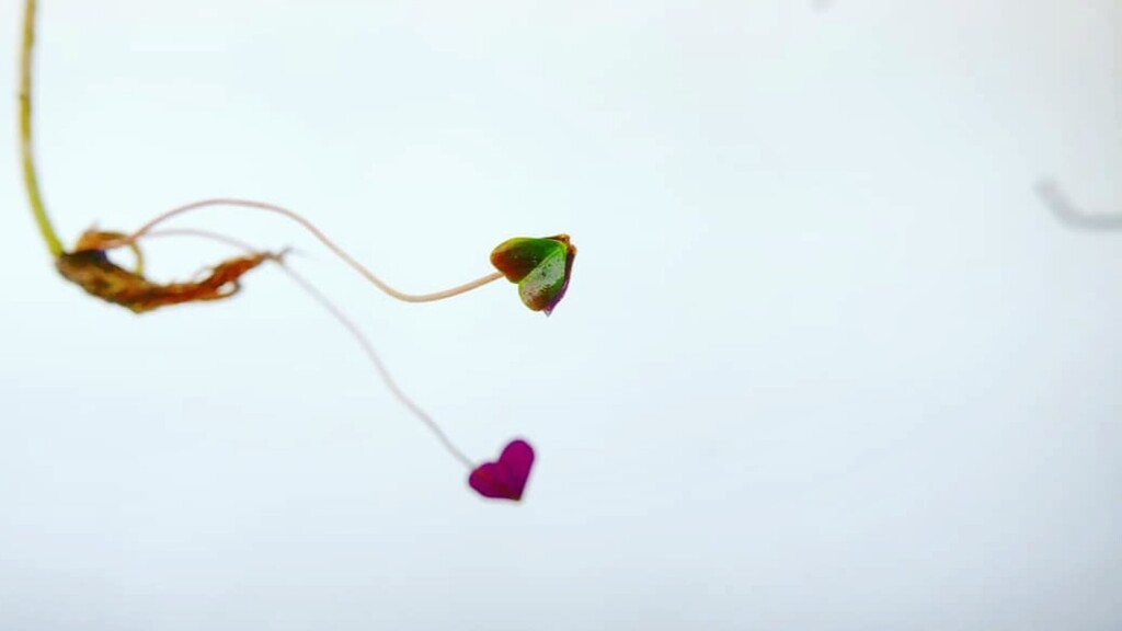 צמחים יכולים להפתיע: ייחור מגבעול צמח הפרפרים (צילום: רינת טל) צמחים מתחילים מחדש