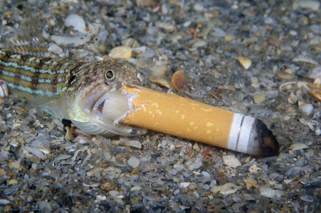 A lizardfish tries to eat a cigarette filter.  Florida, USA