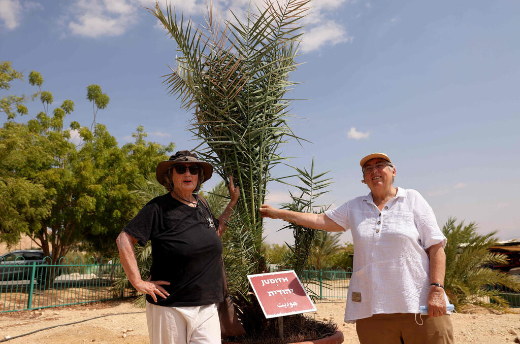 Israeli scientists Sarah Sallon (L) and Elaine Solowey stand next to "Judith", a female palm tree germinated from 2,000 year-old seeds discovered in the Judean desert, prior to transplanting it into the Negev desert soil, in Kibbutz Ketura in southern Israel 