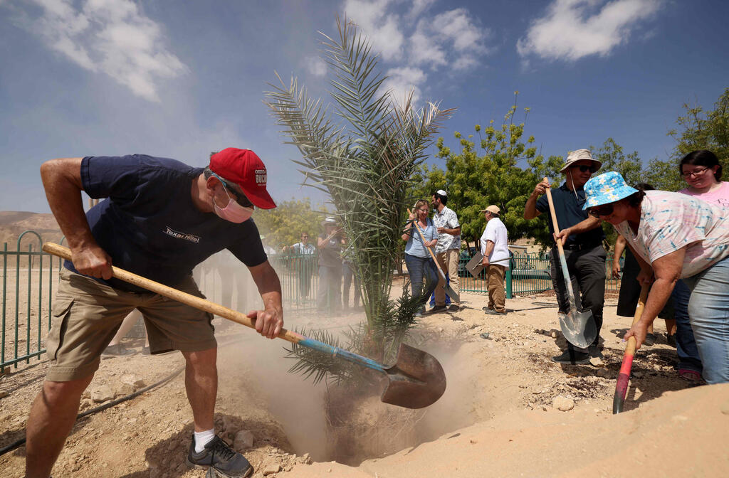 Kibbutz workers transplant 'Judith', a female palm germinated from 2,000-year-old seeds, in Kibbutz Ketura in southern Israel 