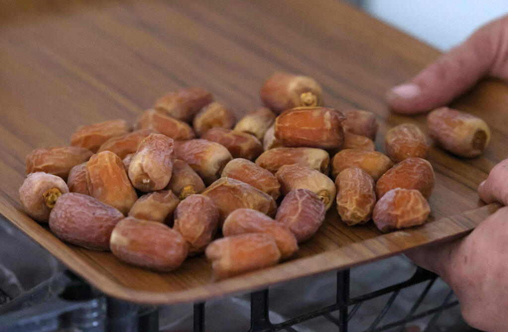 Dates harvested from 'Hannah', the first female date palm germinated from 2,000-year-old seeds discovered in the Judean desert (Photo: AFP) Dates harvested from 'Hannah', the first female date palm germinated from 2,000-year-old seeds discovered in the Judean desert