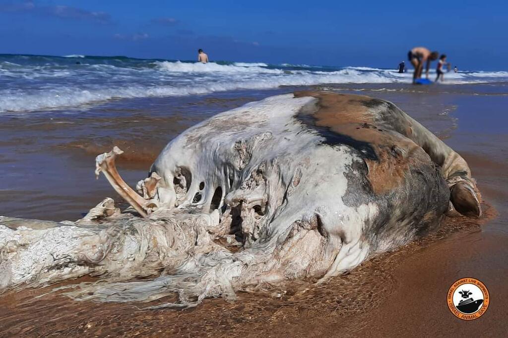 Livestock carcass that washed ashore south of Haifa in September 2021
(Photo: Israel Against Live Shipments) בעל חיים מת שנמצא בחוף החותרים