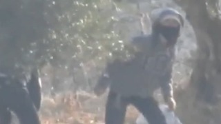 צעירים גונבים זיתים משטחים פלסטינים ביהודה ושומרון