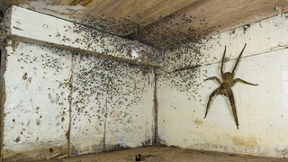 The spider room