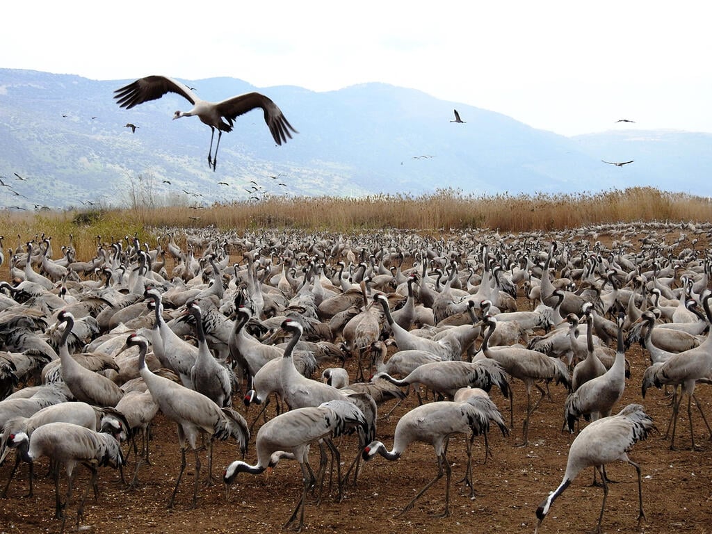 עגורים באגמון החולה (צילום: דב גרינבלט, החברה להגנת הטבע) עגורים באגמון החולה