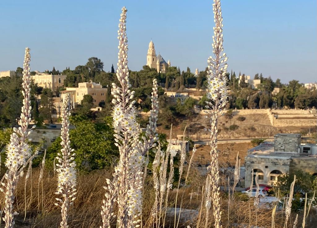 חצבים בגבעת התנ"ך (צילום: פפה אללו) חצבים בגבעת התנ"ך