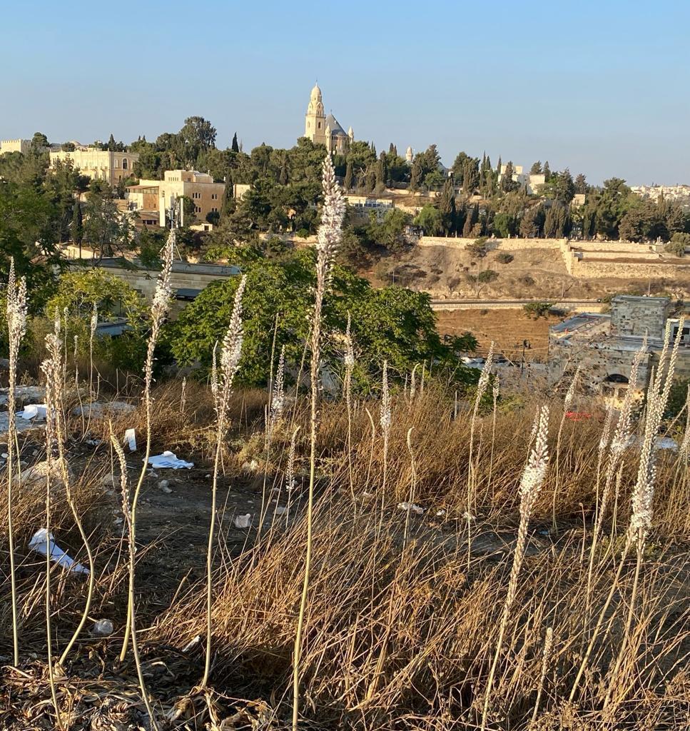 חצבים לצד לכלוך בגבעת התנ"ך (צילום: פפה אללו) חצבים בגבעת התנ"ך
