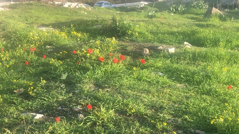 פריחה בגבעת התנ"ך, פברואר 2021 (צילום: פפה אללו) פריחה בגבעת התנ"ך, פברואר 2021