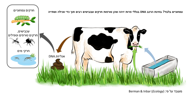 איור: לינה גורביץ