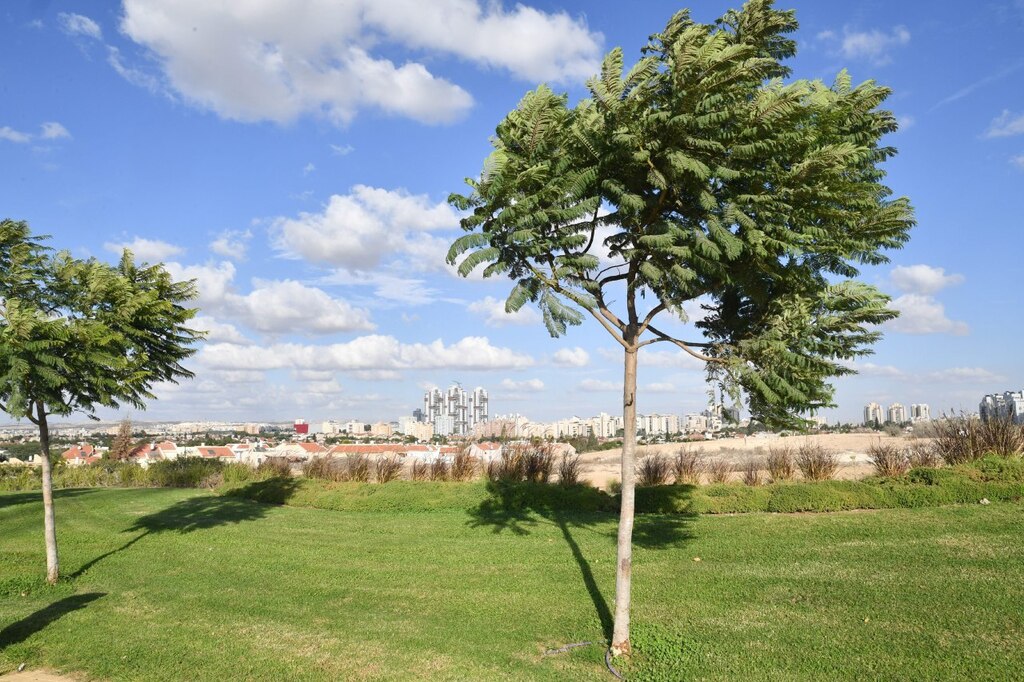 Thousands of new trees around the city of Be'er Sheva (Photo: Haim Horenstein) אלפי עצים חדשים בדרך לעיר
