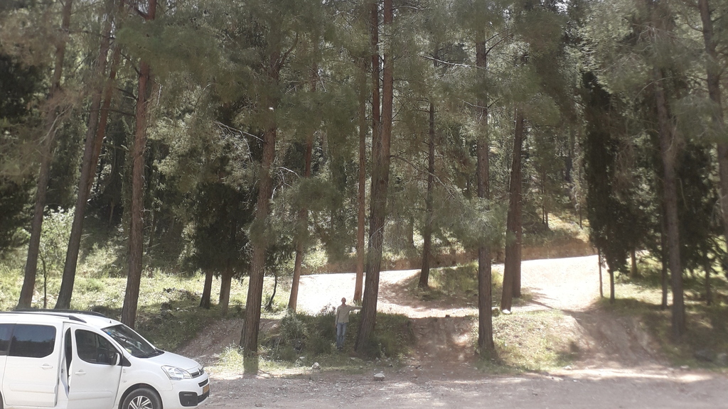 Israel's tallest trees