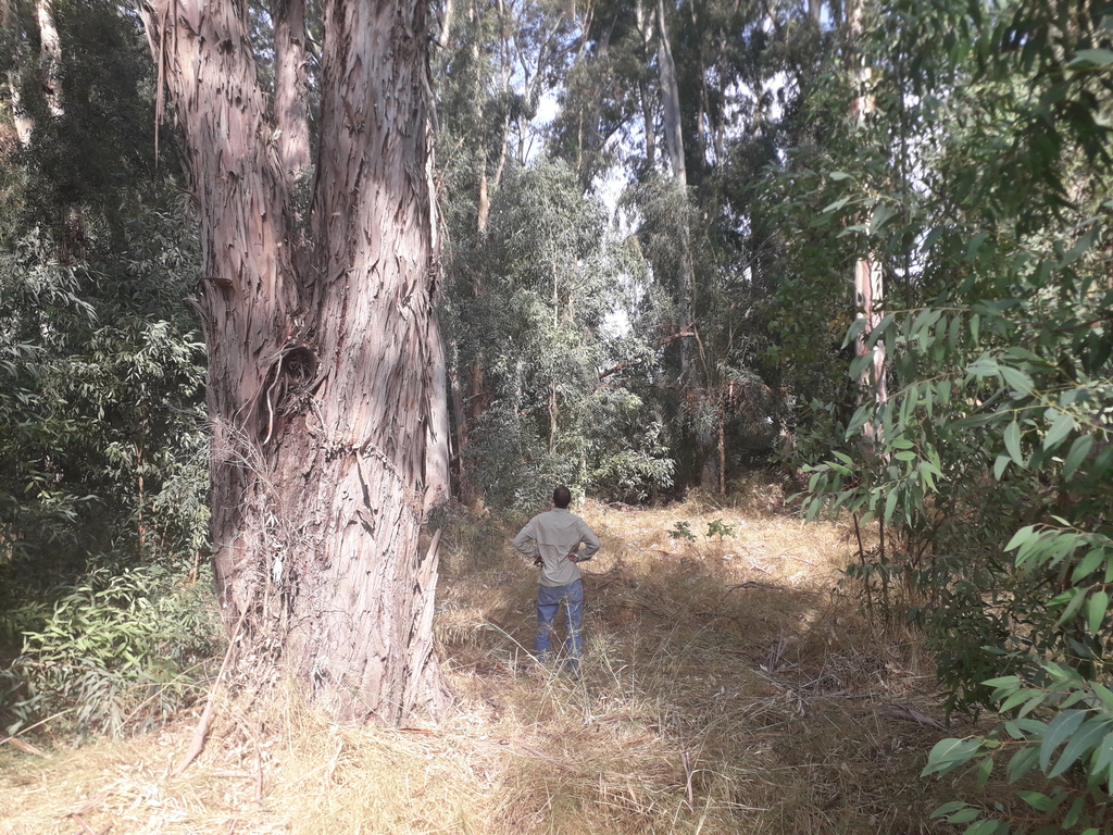 Israel's tallest trees