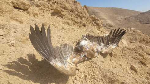 Отравление орлов на юге Израиля: от яда погибли 12 редких птиц
