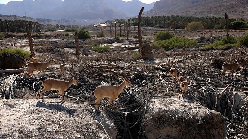 Ibex roam freely near on the Dead Sea shore (Photo: AFP) יעלים באזור ים המלח