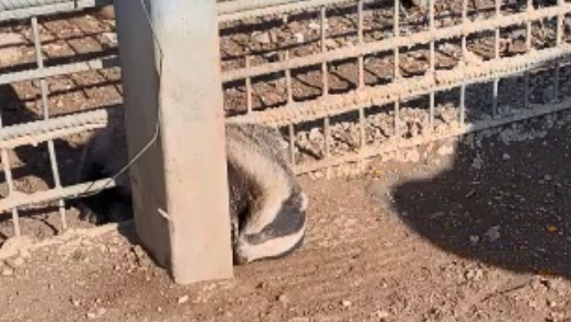 הגירית שנתקעה בגדר הגבול