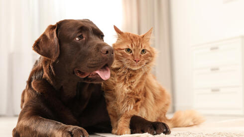 How cats and dogs might be spreading bird flu - Vimarsana News