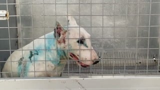 שוטרי משטרת ישראל יחד עם רשות הטבע והגנים ויחידת הפיצוח פשטו על מתחם פיראטי לגידול וסחר בכלבים