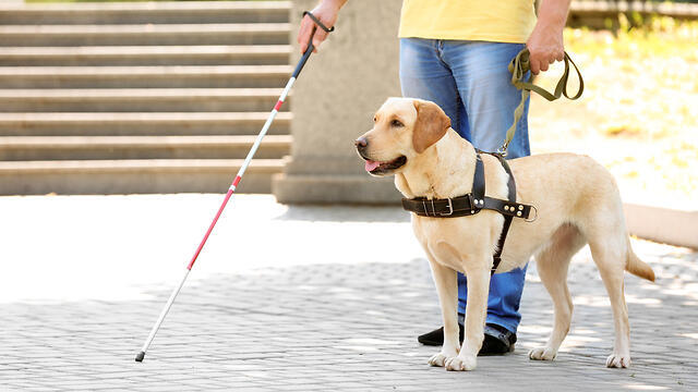כלב נחייה הוא מגנט נשים