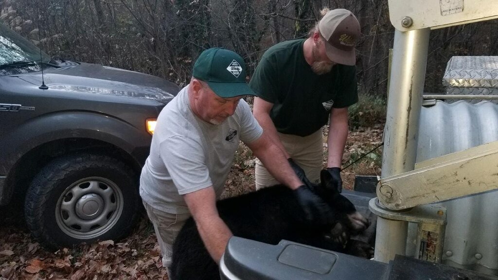 מסייעים לאחת הדובות (מתוך עמוד הפייסבוק NC Wildlife Resources Commission) מסייעים לאחת הדובות