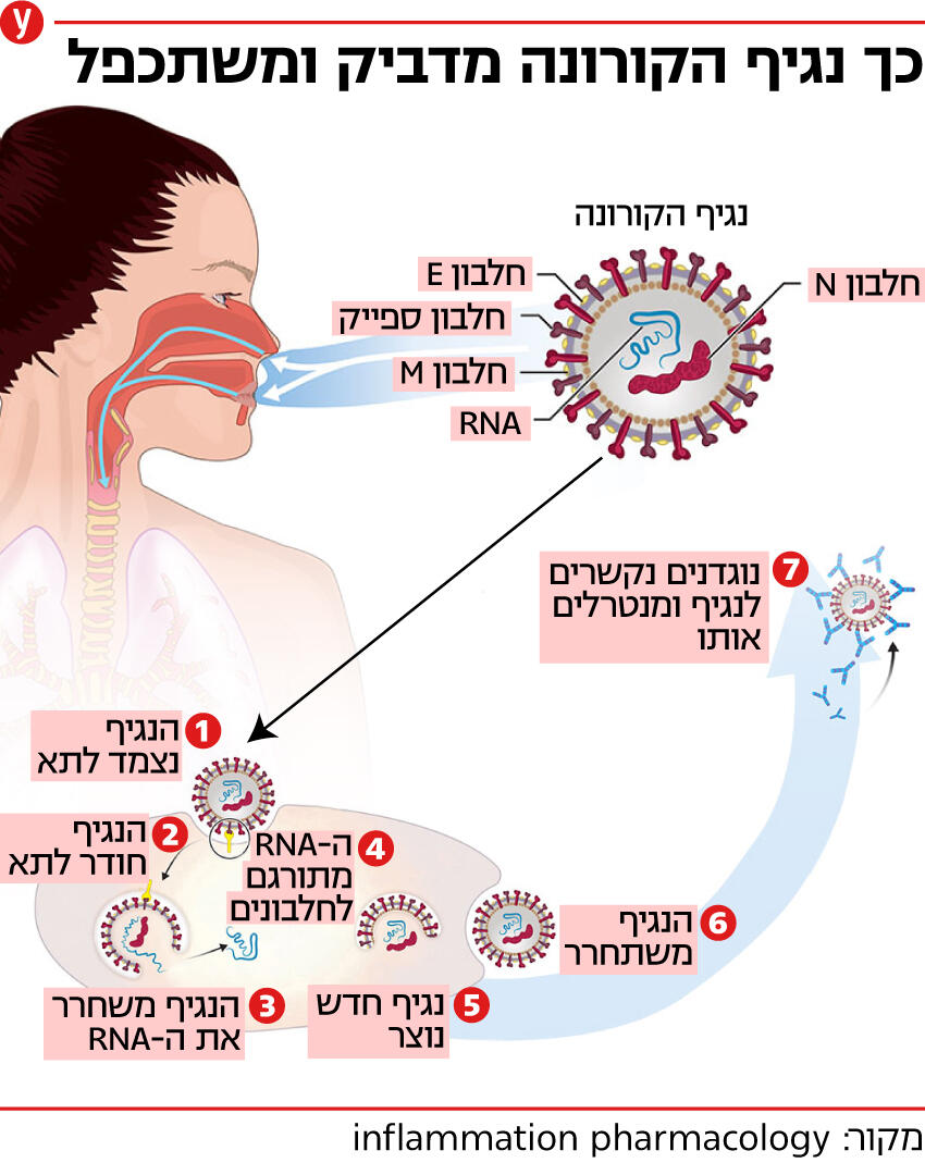 אינפו תרופה קורונה חדש