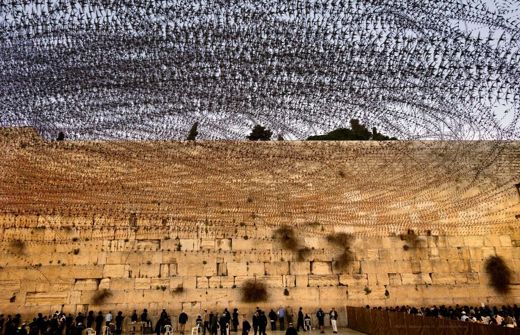 סיס חומות בכותל המערבי (צילום: לוטהר שיפלר) סיס חומות בכותל המערבי