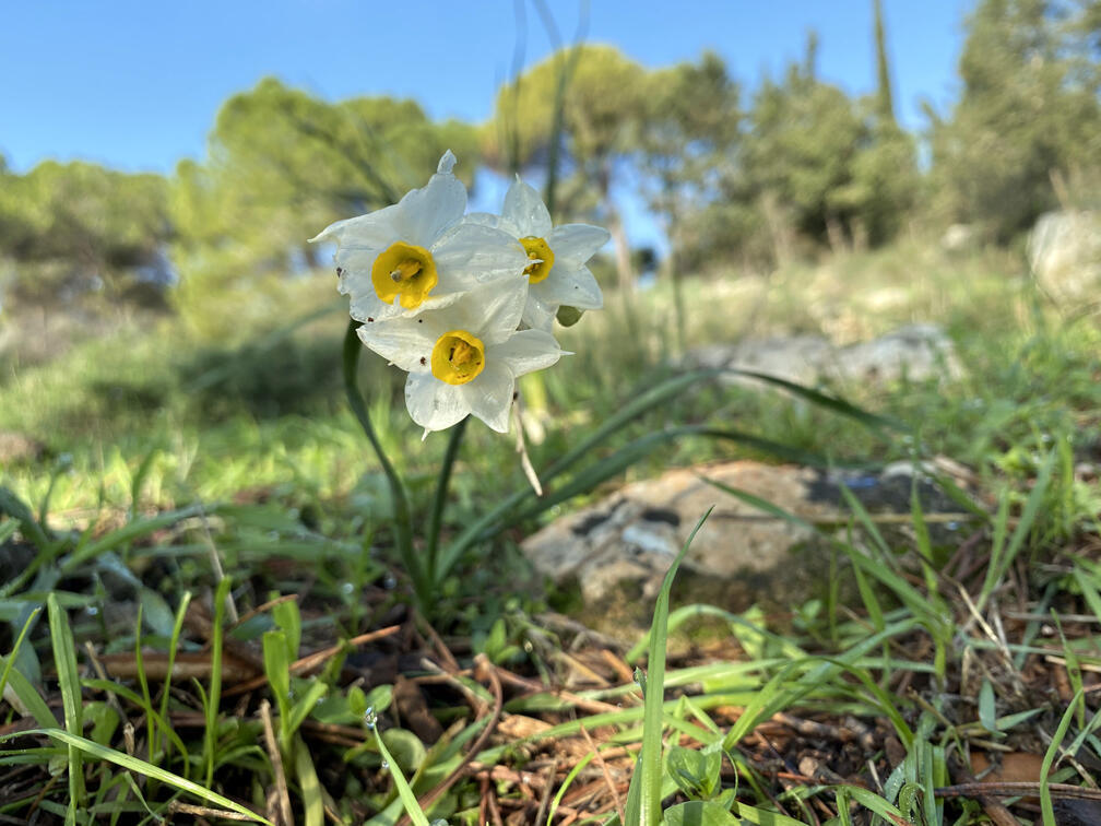נרקיסים ביער קרן הכרמל (צילום: גלעד כרמלי) נרקיסים ביער קרן הכרמל