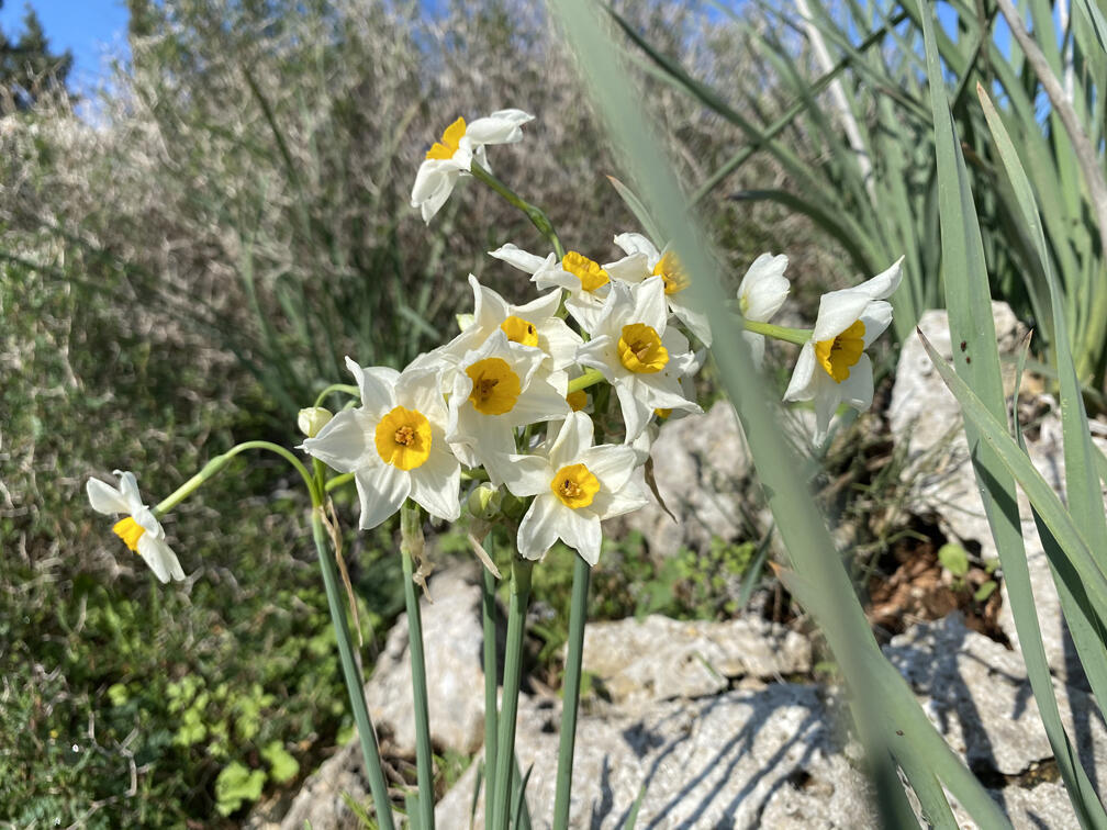 נרקיסים ביער קרן הכרמל (צילום: גלעד כרמלי) נרקיסים ביער קרן הכרמל