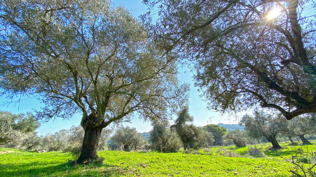 מטע עצי זית קשישים במורד היער (צילום: גלעד כרמלי) מטע עצי זית קשישים במורד היער