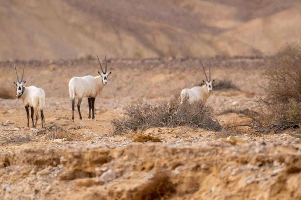 ראם ששוחררה לטבע תועדה יחד עם ראמים בהר הנגב