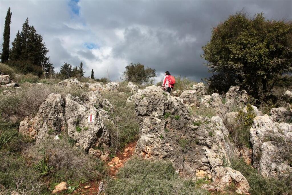האזור הטרשי שבו פריחת האירוסים (צילום: יעקב שקולניק, ארכיון הצילומים של קק"ל) האזור הטרשי שבו פריחת האירוסים