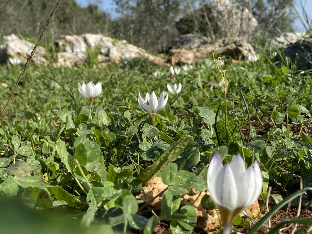 כרכומים ביער קרן הכרמל (צילום: גלעד כרמלי) כרכומים ביער קרן הכרמל