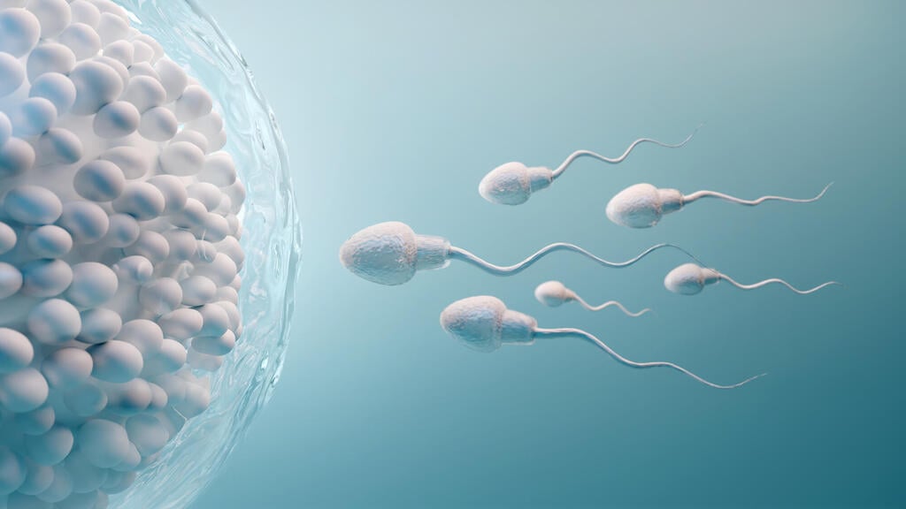 Photo: Shutterstock עובדות פריון פוריות
