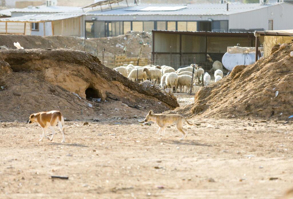 הם פוגעים גם בכבשים. ביר הדאג' (צילום: שלומי יוסף) הם פוגעים גם בכבשים. ביר הדאג'