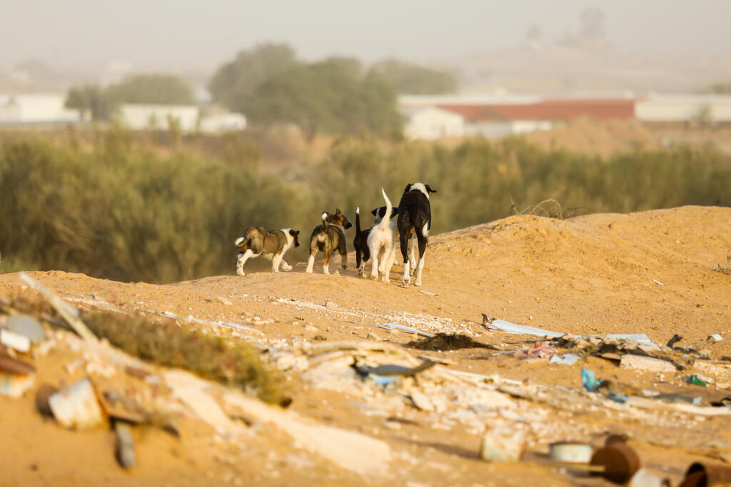 הכלבים מתרבים במהירות (צילום: שלומי יוסף) הכלבים מתרבים במהירות