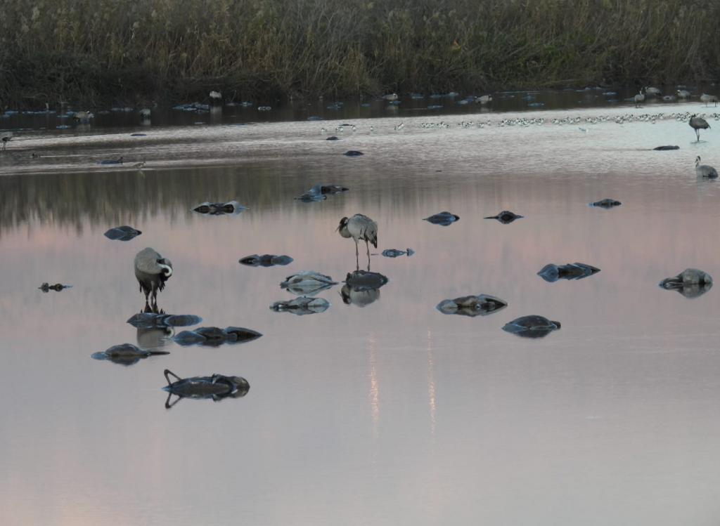 Dead wild cranes in northern Israel water reserve (Photo: Guy Eilon, Israel Nature and Parks Authority) עגורים מתים במים בעמק החולה