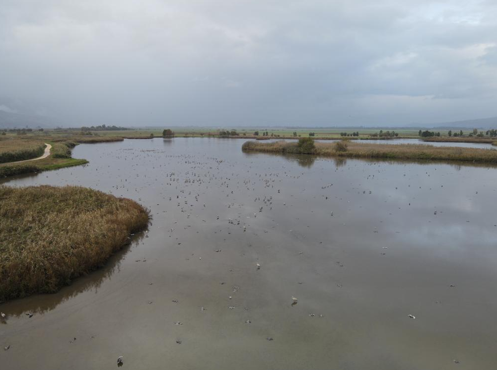 Photo: Hadas Kahaner, Israel Nature and Parks Authority עגורים מתים במים בעמק החולה