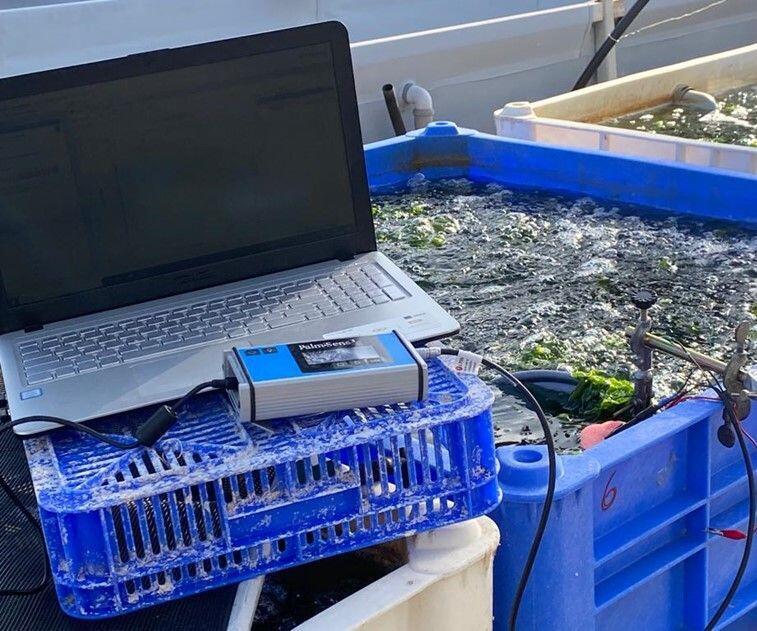 בריכה לגידול אצת האולבה בחיא"ל. משאבה שואבת מים מהים הסמוך אל תוך הבריכה וממנה אל הים. התא הביו-אלקטרוכימי נמצא בתוך הבריכה. כשאצות האולבה הנישאות בזרם מי הים מתנגשות באלקטרודה נוצר זרם חשמל. מדידת זרם החשמל נעשית באמצעות מכשיר הנקרא פוטנציוסטט המחובר למחשב נייד