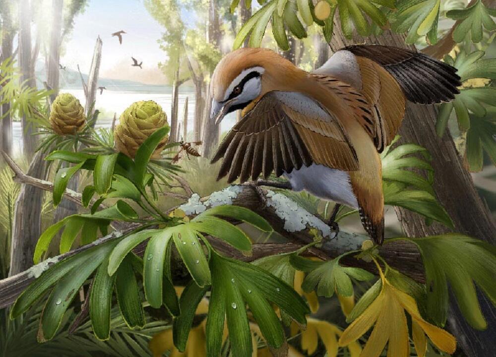 הציפור הפרה-היסטורית Brevirostruavis macrohyoideus