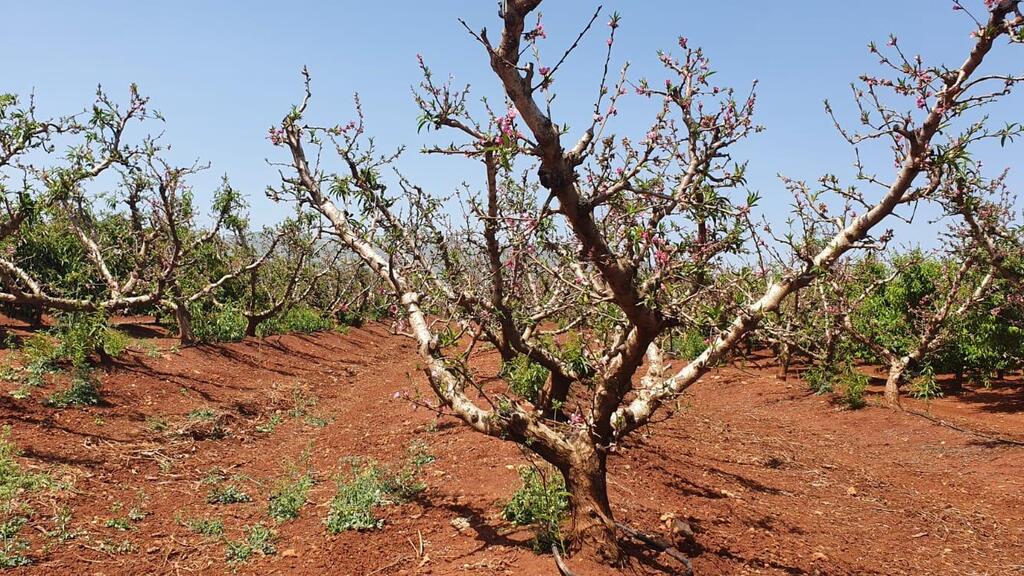 חוסר יבול בעצי אפרסק באזור קריית שמונה
