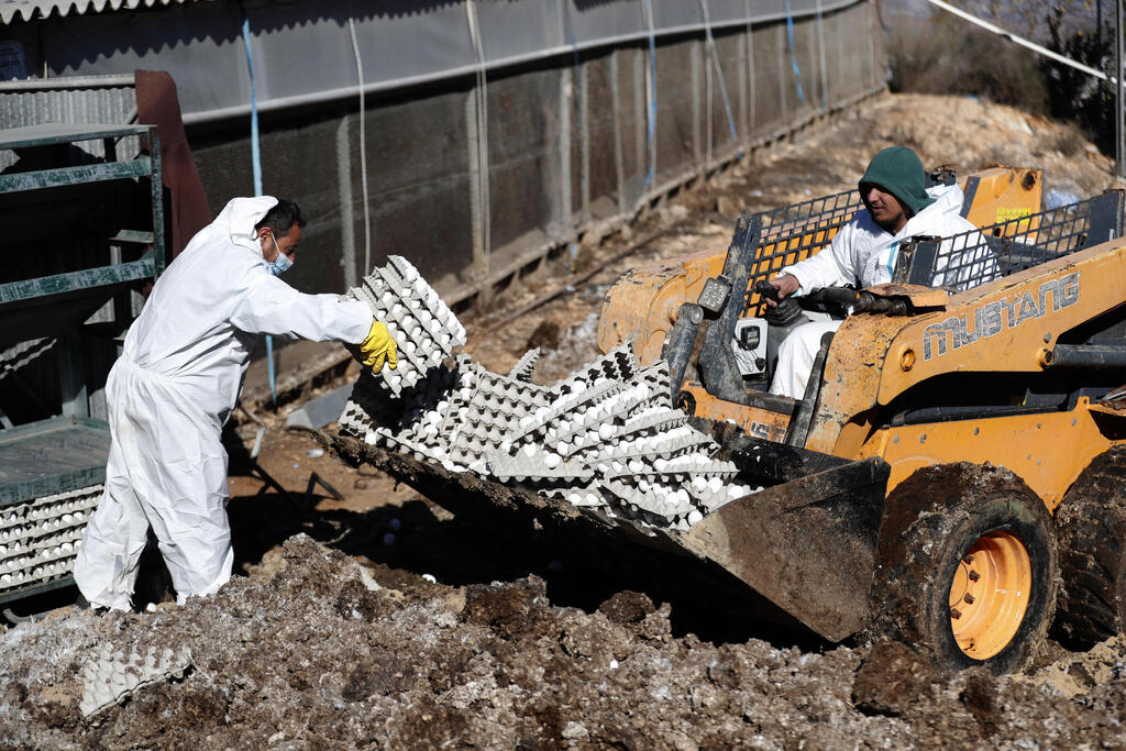 Sanitaion workers destory eggs infected with avian flue in Mosahv Margaliot in northern Israel, January 3, 2022 (Photo: EPA) השמדת ביצים במושב מרגליות