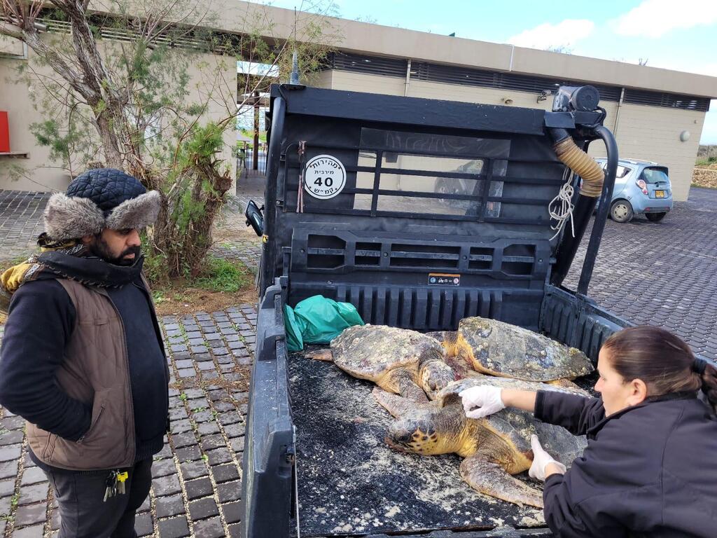נפלטו לחוף כשהם באפיסת כוחות. צבי ים שפונו לטיפול (צילום: יניב לוי, רשות הטבע והגנים) נפלטו לחוף כשהם באפיסת כוחות. צבי ים שפונו לטיפול