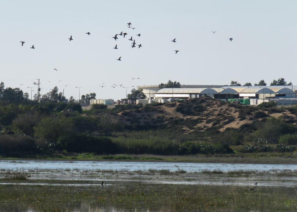 בריכת המרזבה באשקלון (צילום: יחידת סקרי טבע עירוני, החברה להגנת הטבע) בריכת המרזבה באשקלון