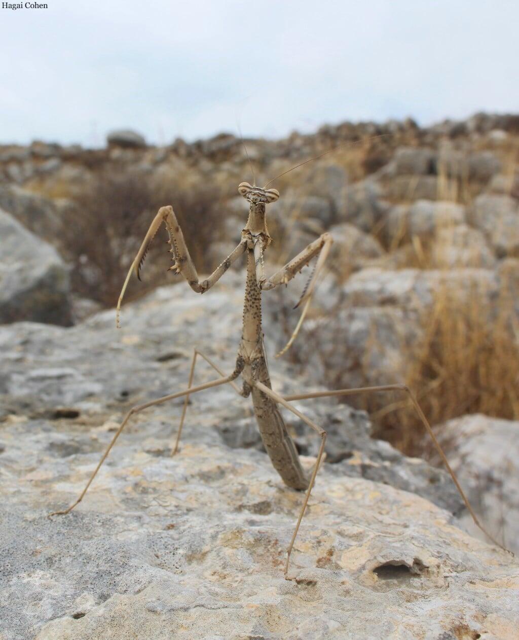 גמל שלמה (צילום: חגי כהן) גמל שלמה