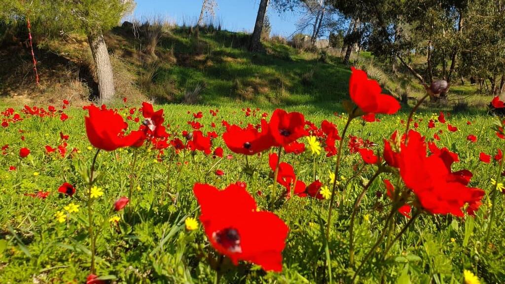 פריחה בדרום אדום (צילום: קרן נתנזון ויץ) פריחה בדרום אדום