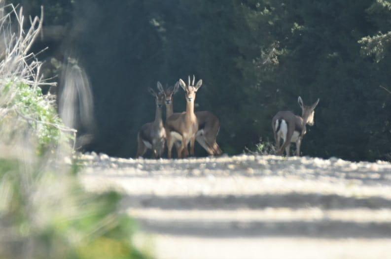 צבאים בשמורת ניצנים (צילום: גלה בלכר, רשות הטבע והגנים) צבאים בשמורת ניצנים