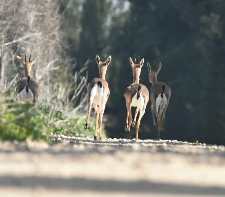 צבאים נהנים מהשמש בשמורת ניצנים (צילום: גלה בלכר, רשות הטבע והגנים) צבאים נהנים מהשמש בשמורת ניצנים