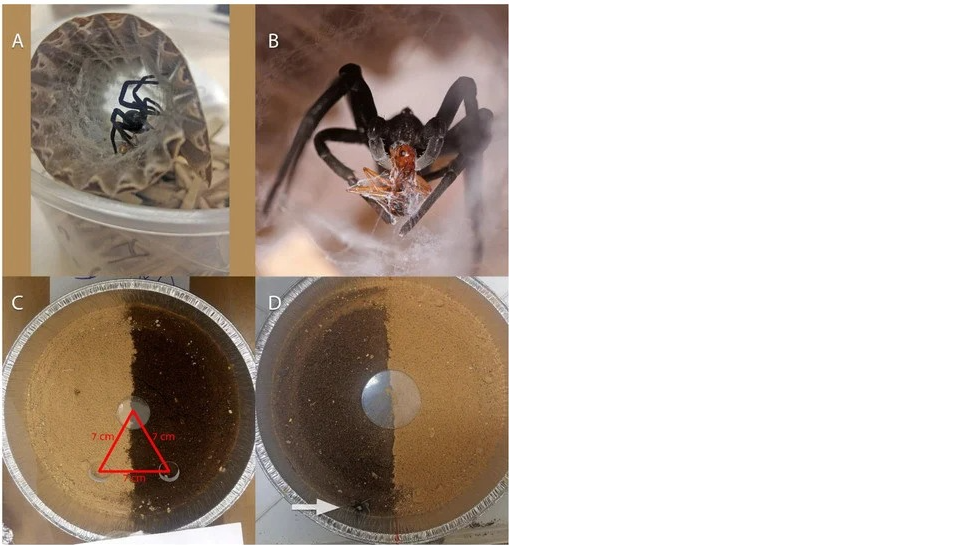 The laboratory experiment (Photo: Shlomi Aharon, Hebrew University of Jerusalem) המין החדש