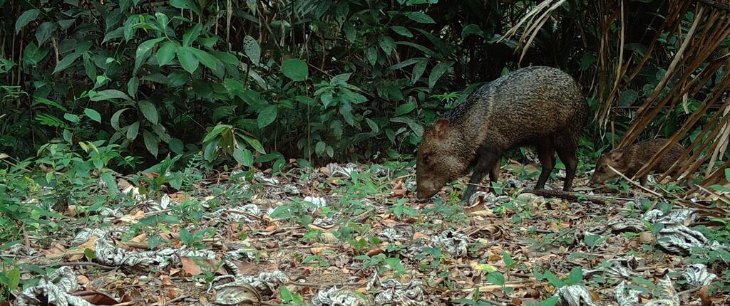 Belize (Photo: Ya’axché Conservation Trust) פקארי ביער המאיה בבליז