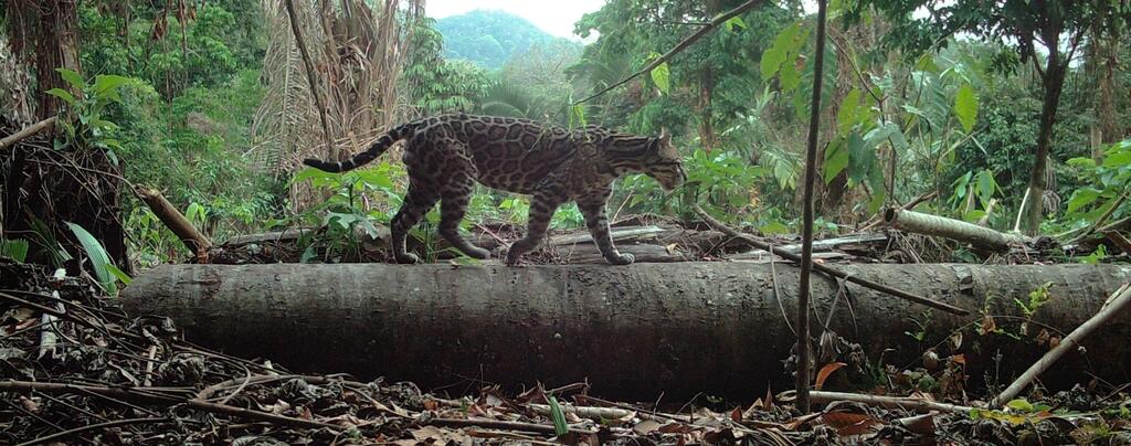 Belize (Photo: Ya’axché Conservation Trust) אוצלוט ביער המאיה בבליז