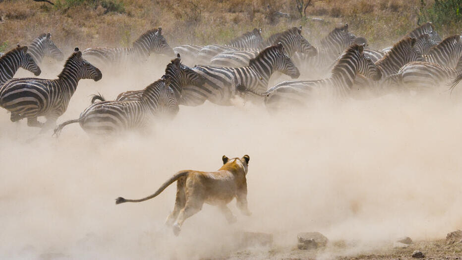 A lioness chasing a herd of zebras in Maasai Mara (Photo: Shutterstock) בעלי חיים במסאי מארה שבקניה